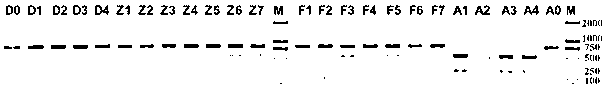 Recombination activating gene (RAG) 2 molecular marker restriction fragment length polymorphism (RFLP) identifying method for aquaculture of catfish hybrids