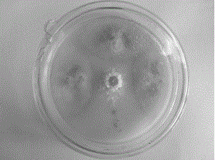 Chaetomium globosum and application thereof