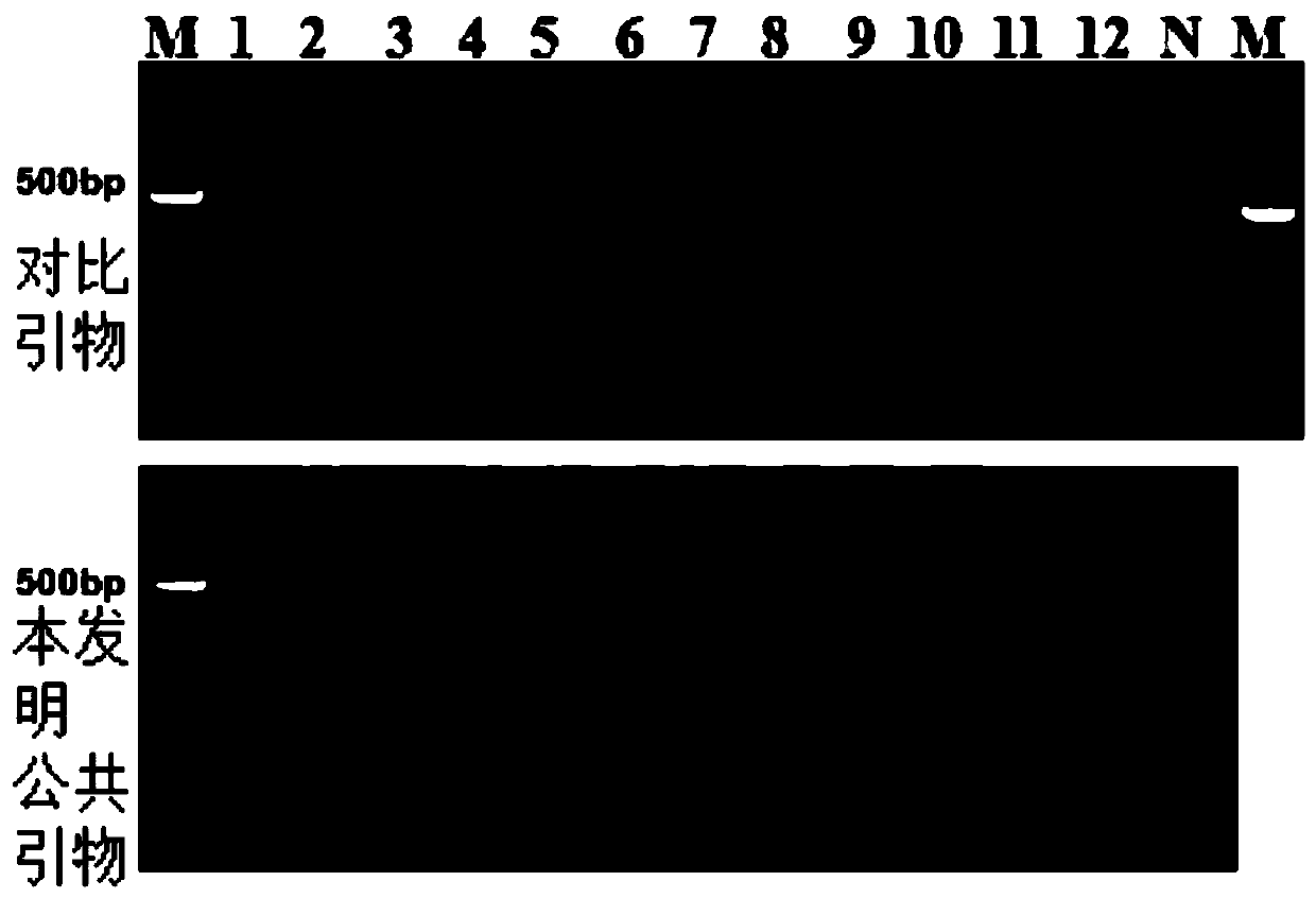 Multiplex PCR kit for detecting 11 common food-borne pathogenic bacteria and application thereof