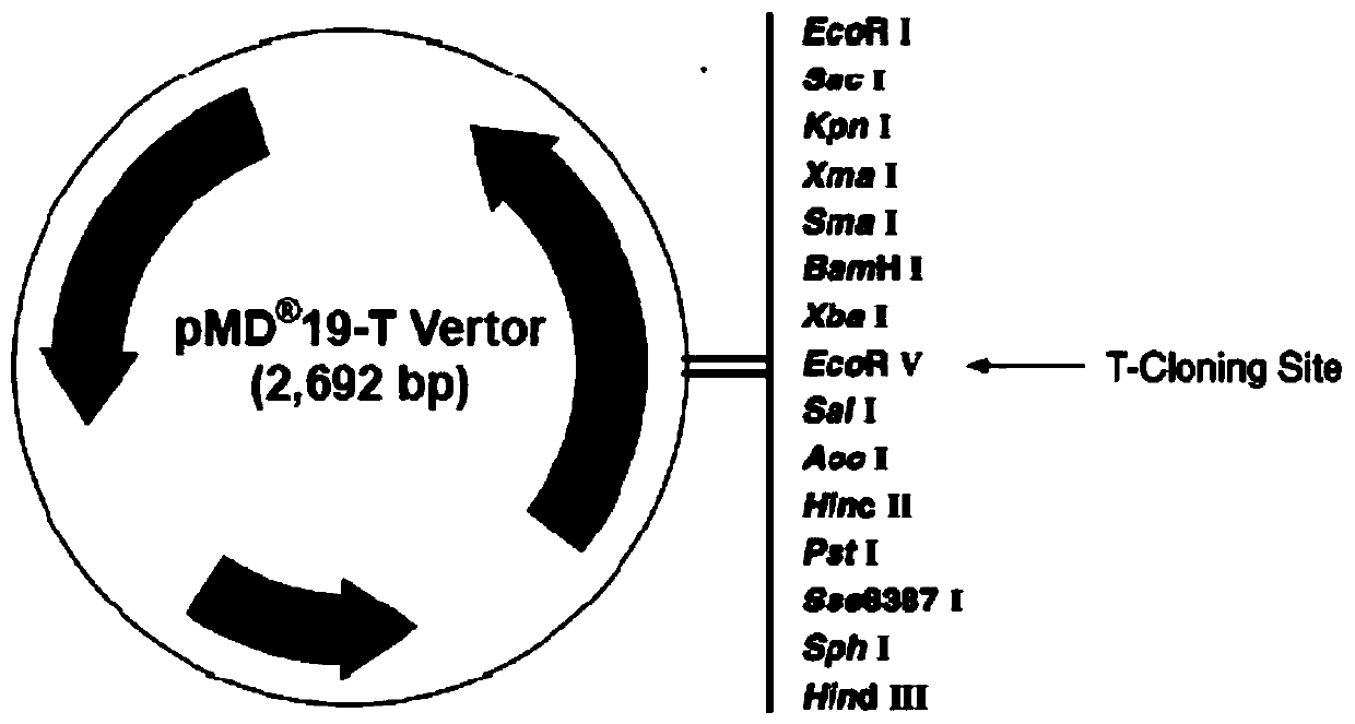 Multiplex PCR kit for detecting 11 common food-borne pathogenic bacteria and application thereof