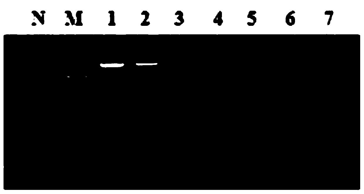 Multiplex PCR kit for detecting 11 common food-borne pathogenic bacteria and application thereof