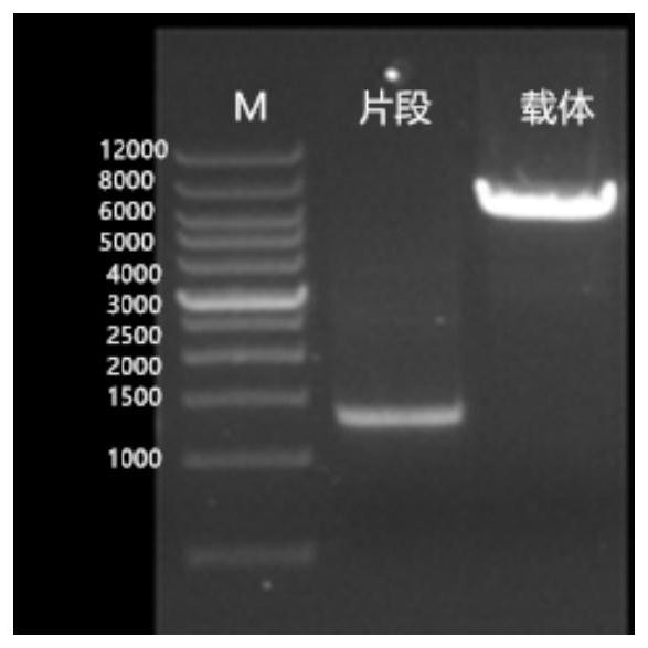 A fusion protein and its preparation method and its application in the preparation of ophthalmic diseases, anti-inflammatory and anti-tumor drugs