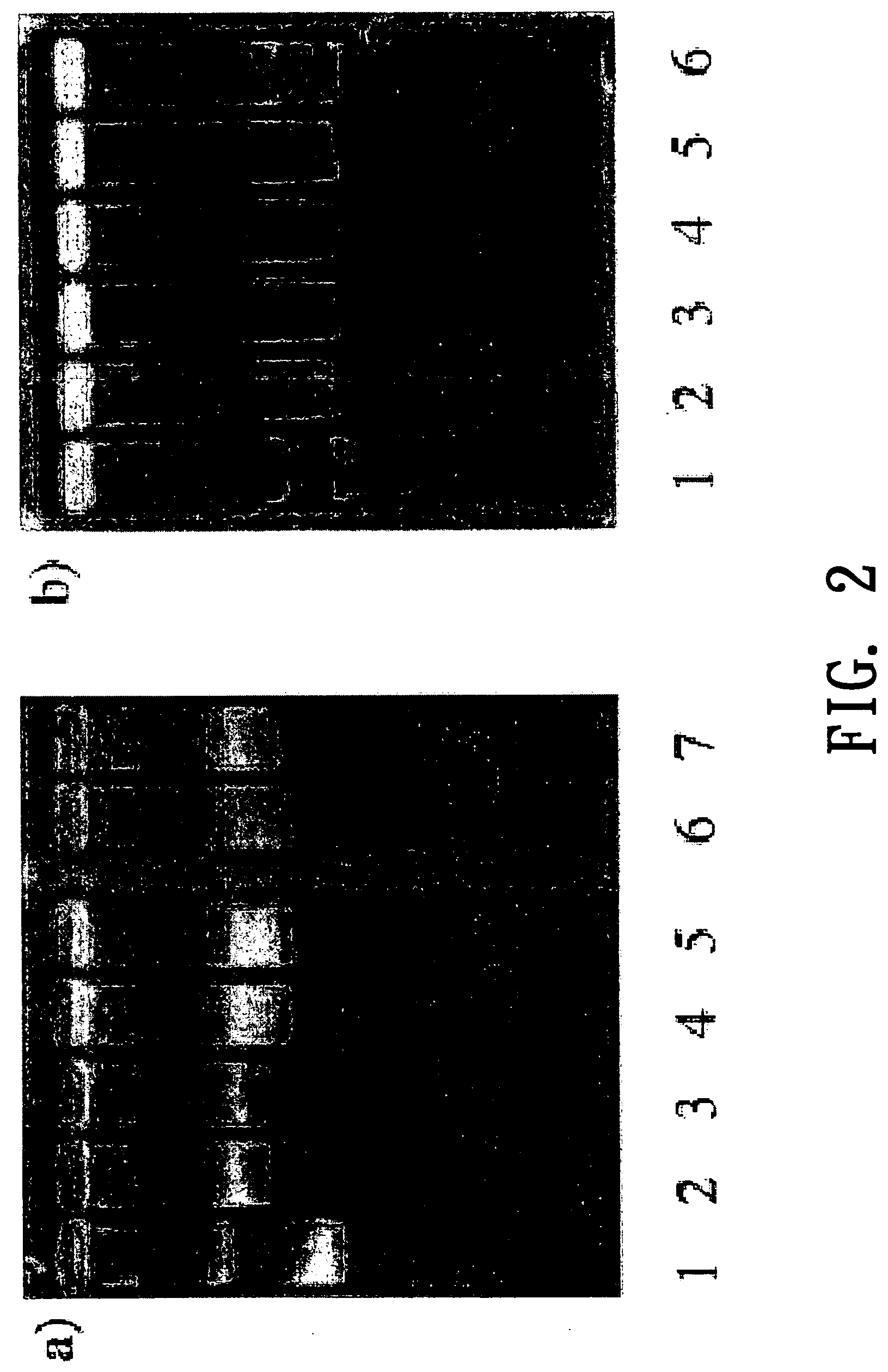 Pharmaceutical compositions comprising aryl-substituted acyclic enediyne compounds