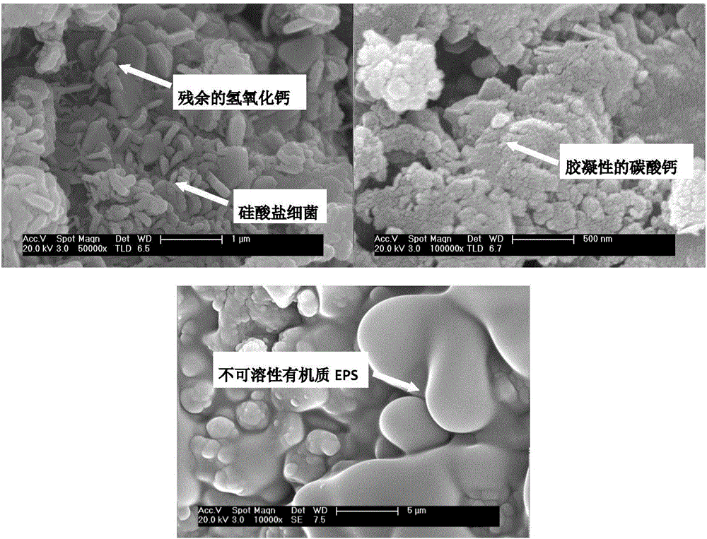 Novel cementing material with carbon sequestration capacity, and preparation and application method thereof