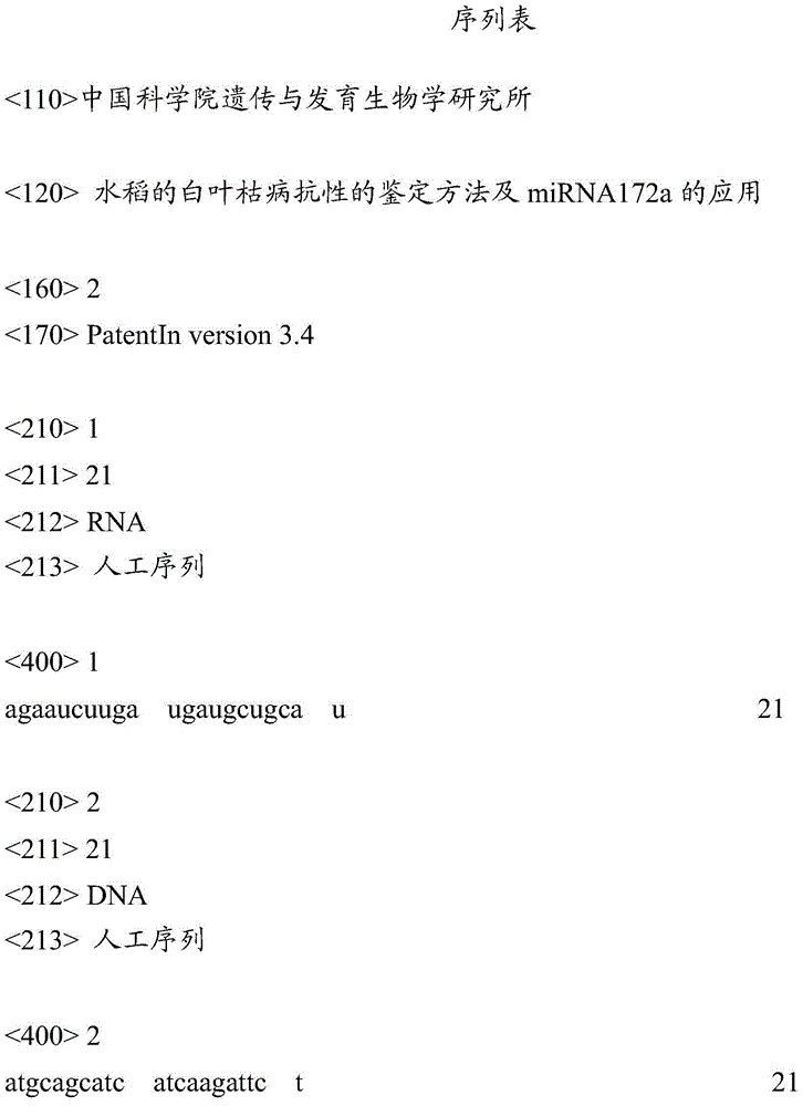 Identification method of rice bacterial blight resistance and application of miRNA172a