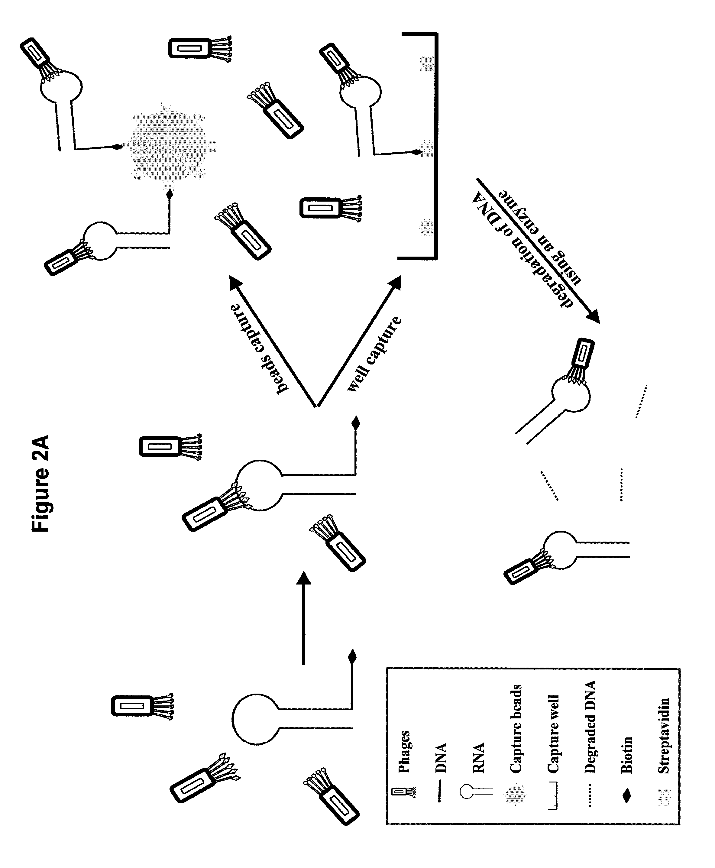 Identification and use of peptide inhibitors of protein synthesis