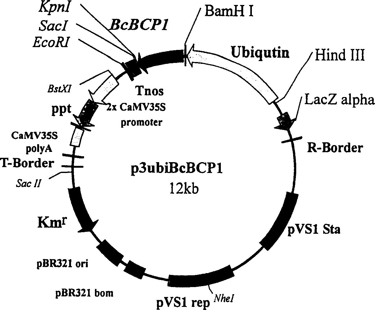 Use of boea crassifolia BcBCP1 gene for breeding drought-salt-tolerant plants