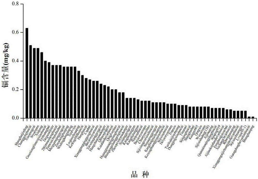 Cultivation method for low-cadmium-accumulation and high-magnesium-enrichment Brassica campestris