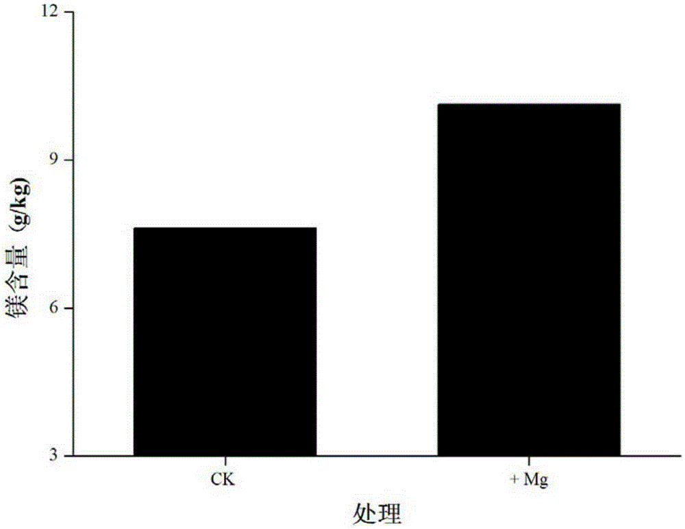 Cultivation method for low-cadmium-accumulation and high-magnesium-enrichment Brassica campestris