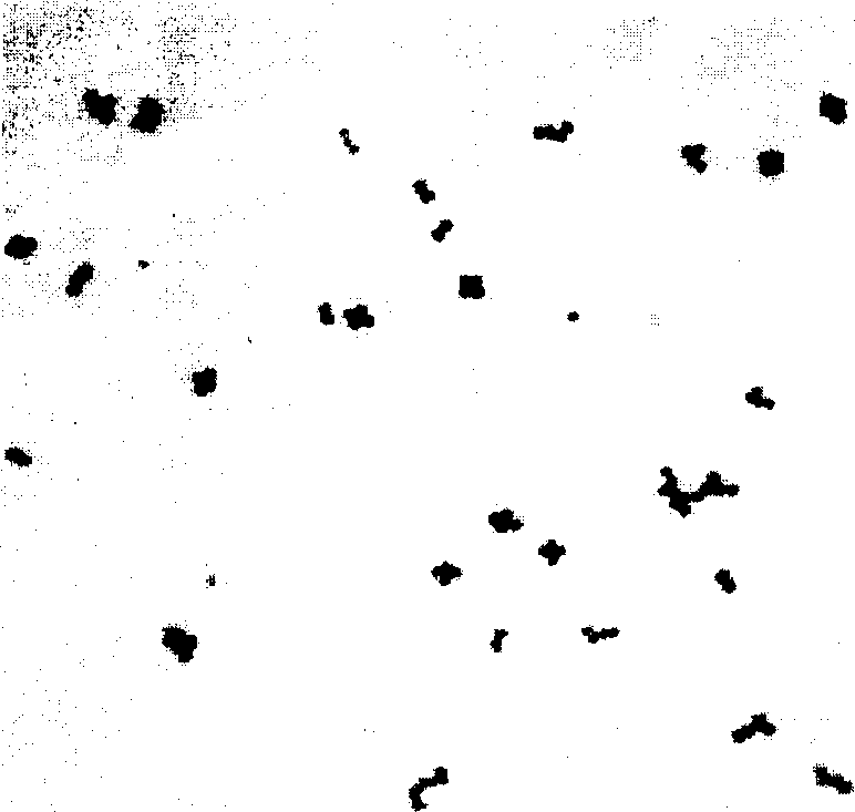 Pediococcus pentosaceus strain, ferment produced thereby and the use of ferment in meat ware