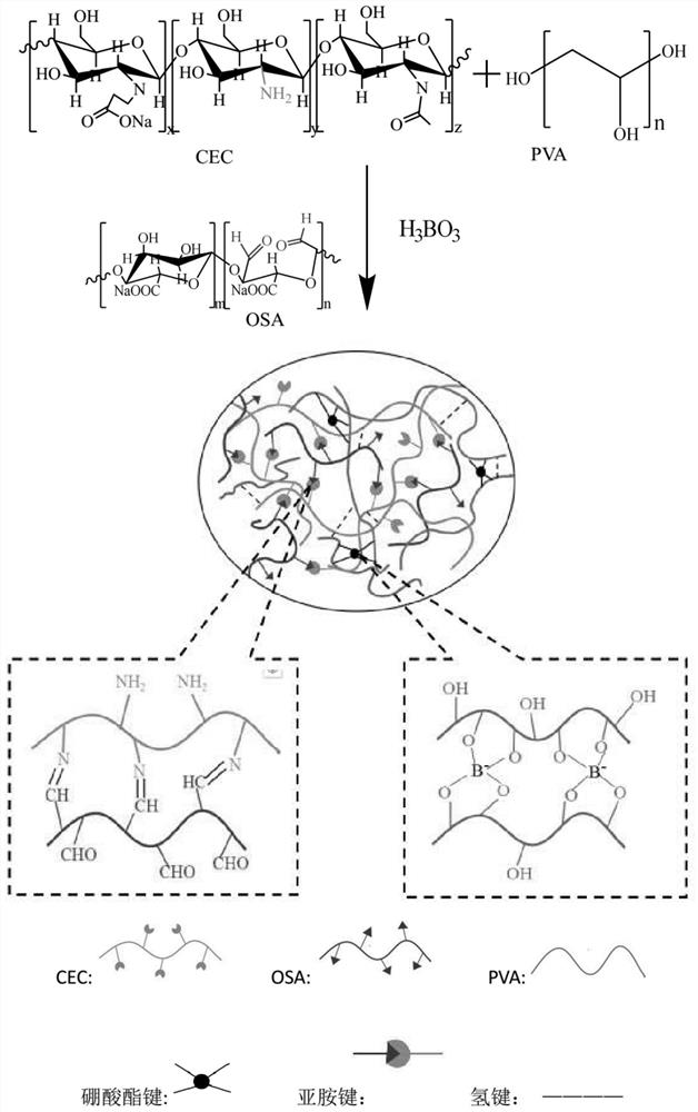 A kind of carboxyethyl chitosan/polyvinyl alcohol self-healing hydrogel and its preparation method and application