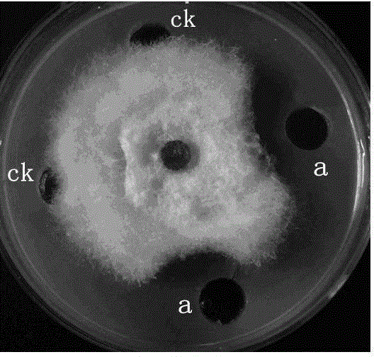 Method for extracting DEHP (di(2-ethylhexyl)phthalate) from fermentation product of ocean paenibacillus polymyxa L1-9 and application