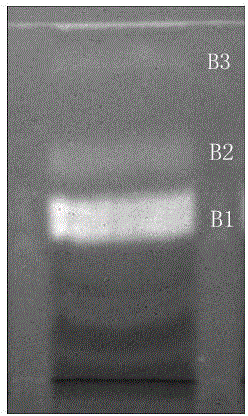 Method for extracting DEHP (di(2-ethylhexyl)phthalate) from fermentation product of ocean paenibacillus polymyxa L1-9 and application