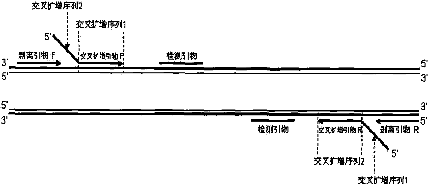 Method for amplifying target nucleic acid sequence by using cross primer and kit for amplifying target nucleic acid sequence and application thereof