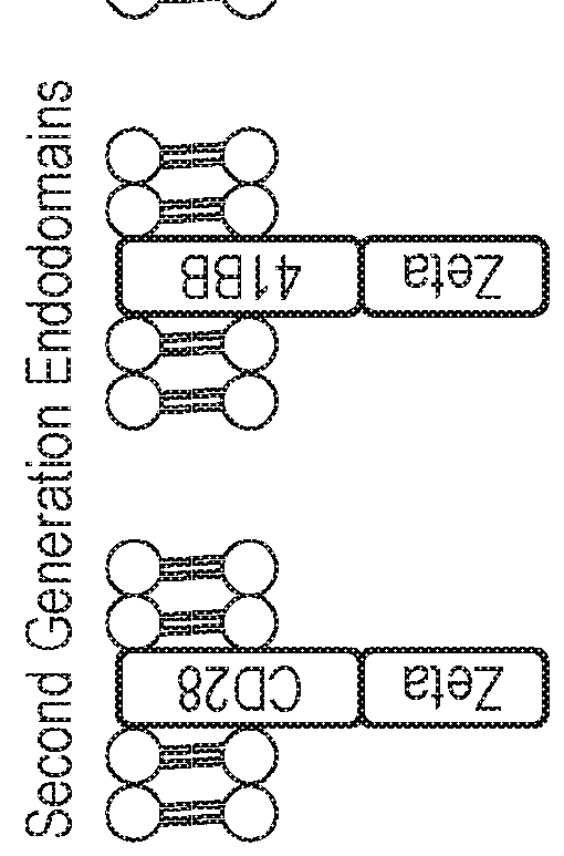 Nucleic acid construct for expressing more than one chimeric antigen receptor