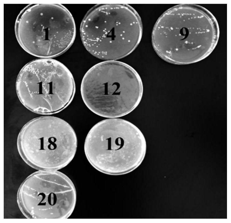 Lactobacillus paracasei with the ability to decompose oil and its application