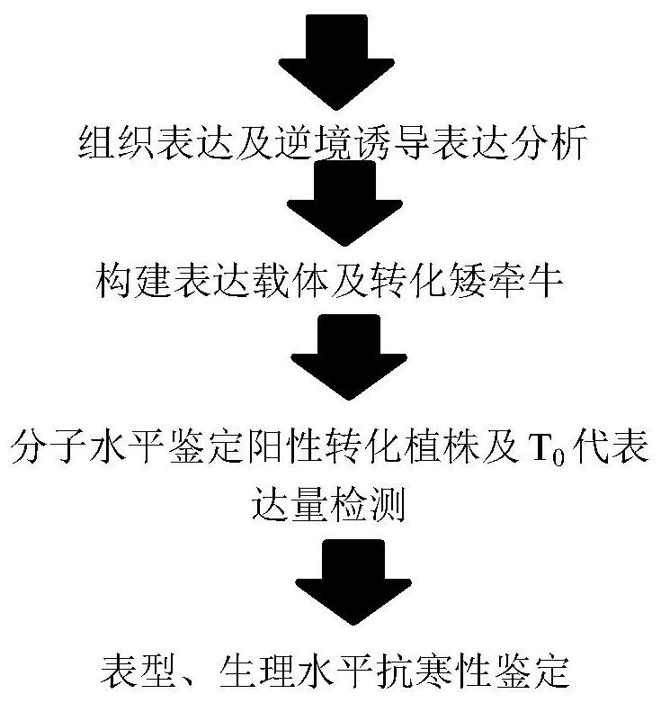 Petunia zinc finger protein gene phzfp1 and its application in improving plant cold resistance