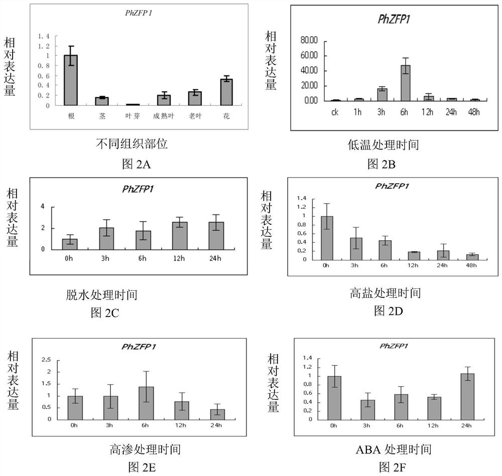 Petunia zinc finger protein gene phzfp1 and its application in improving plant cold resistance