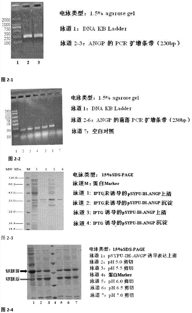 Escherichia coli soluble expression vector capable of efficiently obtaining recombinant protein