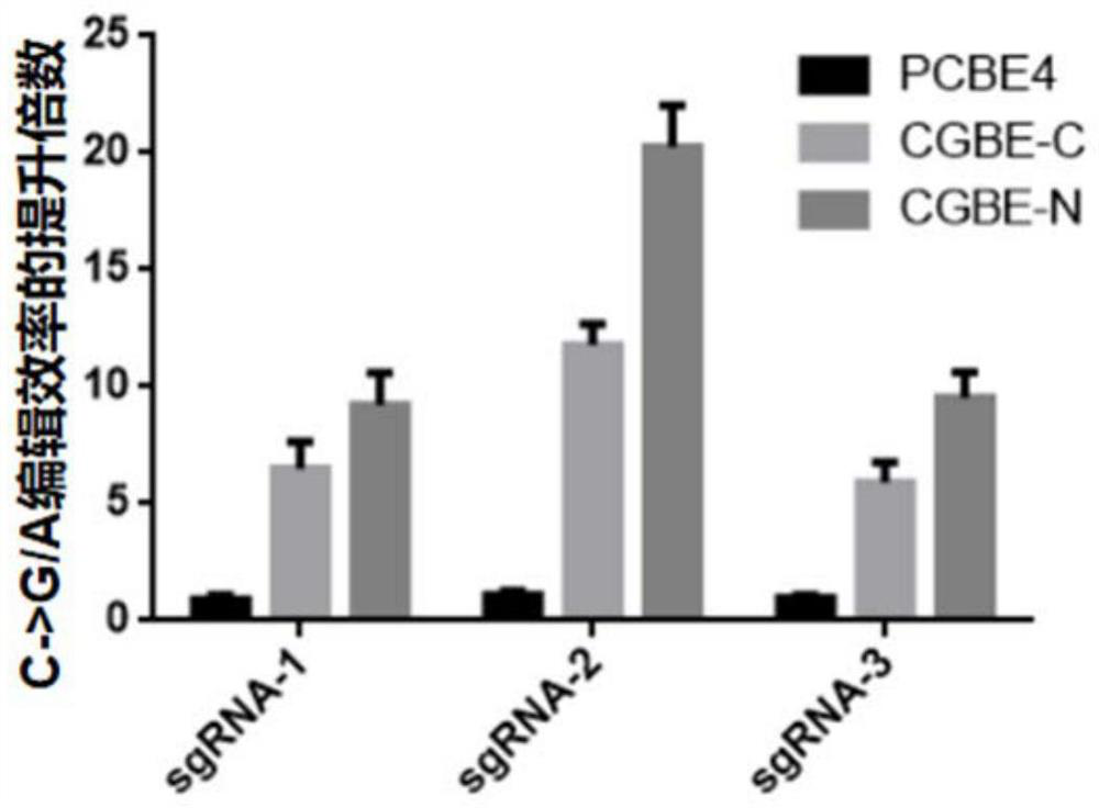 Rice uracil DNA glycosidase and application thereof in gene editing induction of plant single base diversity