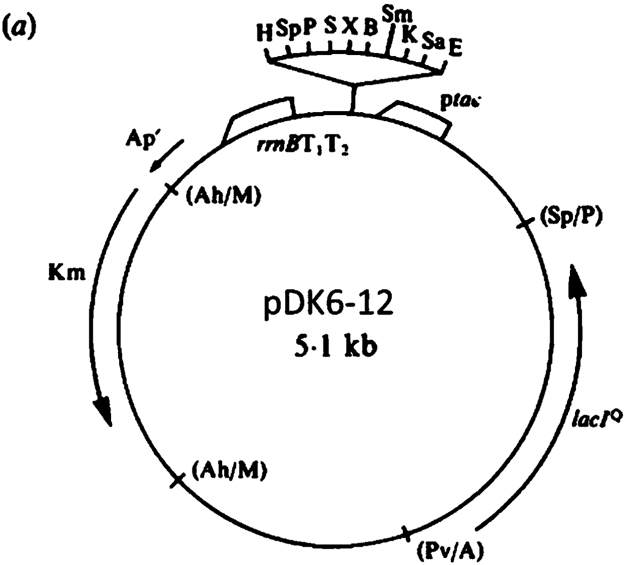 Glutamate oxidase mutant, nucleic acid molecule, applications of glutamate oxidase mutant, and method for preparing ketoglutaric acid