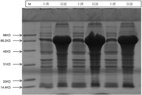 Glutamate oxidase mutant, nucleic acid molecule, applications of glutamate oxidase mutant, and method for preparing ketoglutaric acid