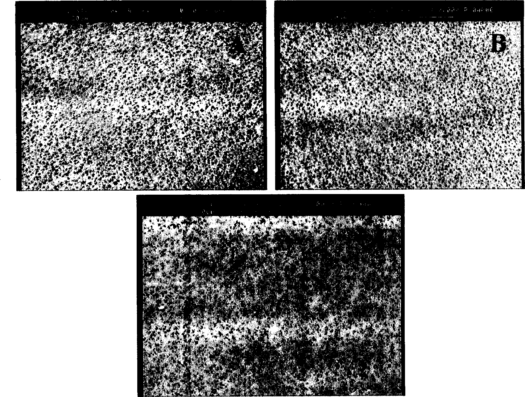 Method for preparing polyvinylidene fluoride flat plate microporous compound film