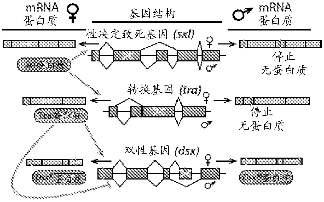 Endonuclease sexing and sterilization in insects