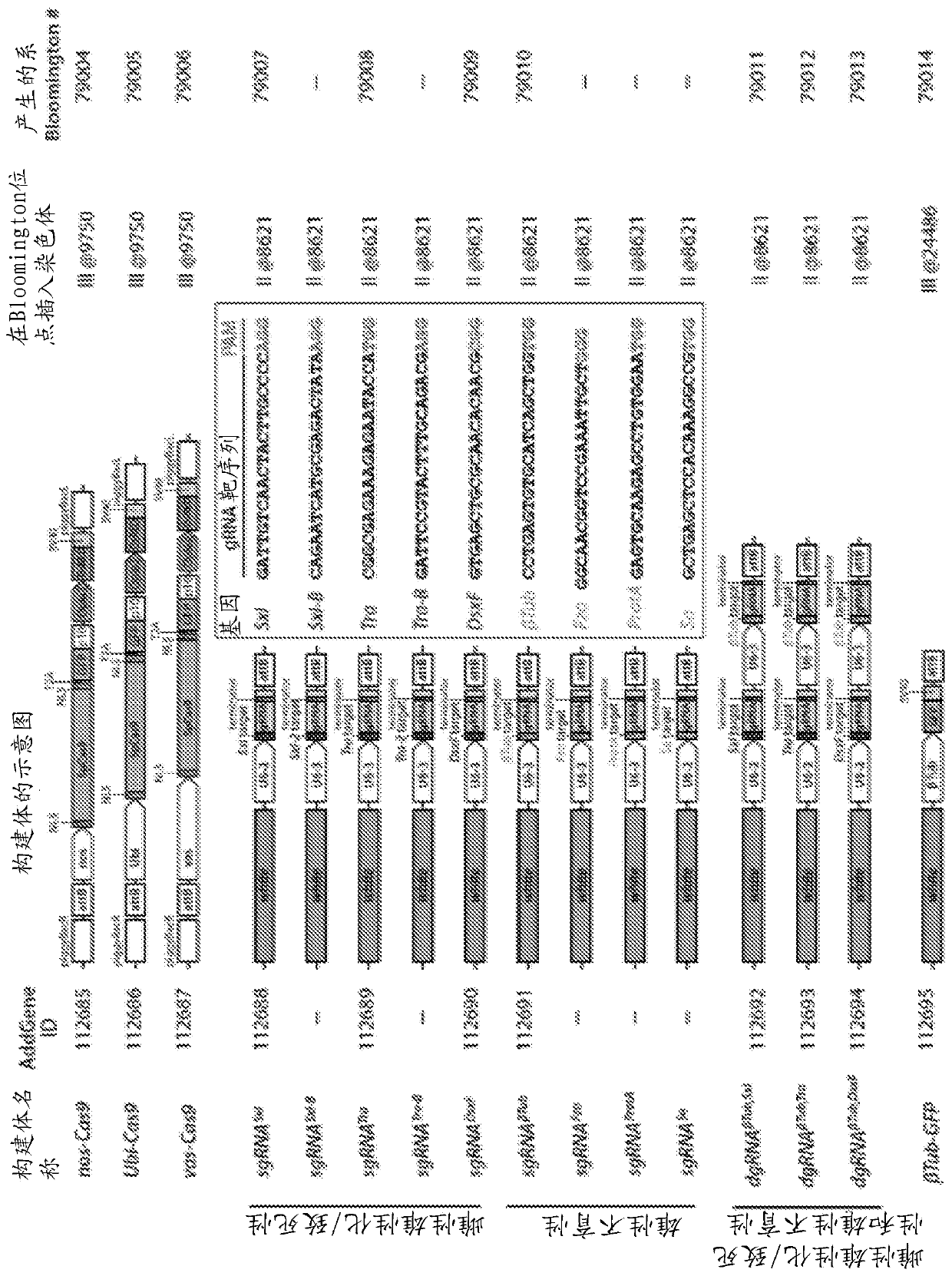 Endonuclease sexing and sterilization in insects