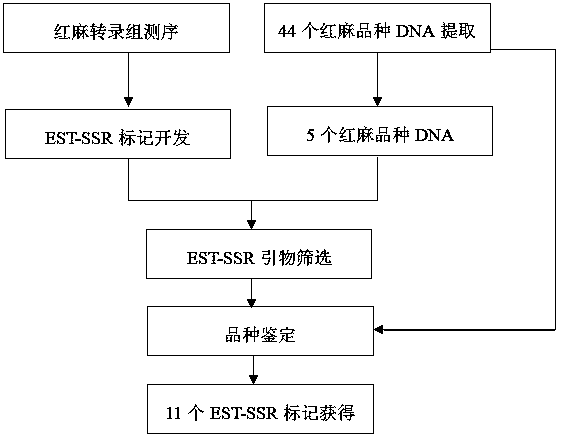 Hibiscus cannabinus L. drought response gene EST-SSR primers and kit