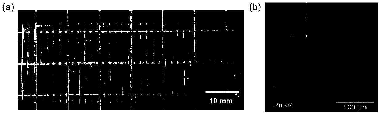 Medical periosteum scaffold loaded with ions and geometric pattern signals, and construction method thereof