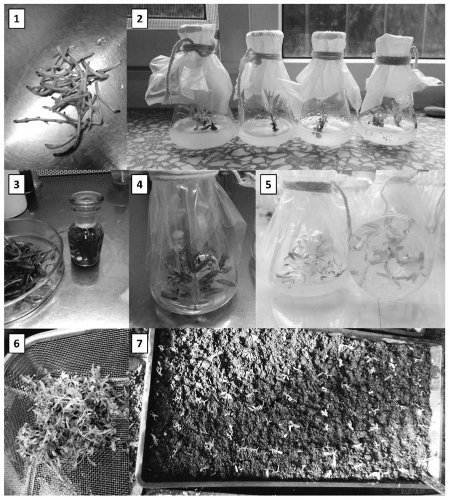 Tissue culture method of salix babylonica