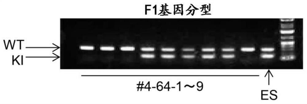 Immunodeficient rodent