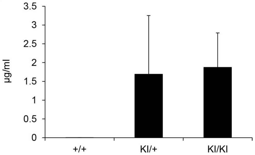 Immunodeficient rodent