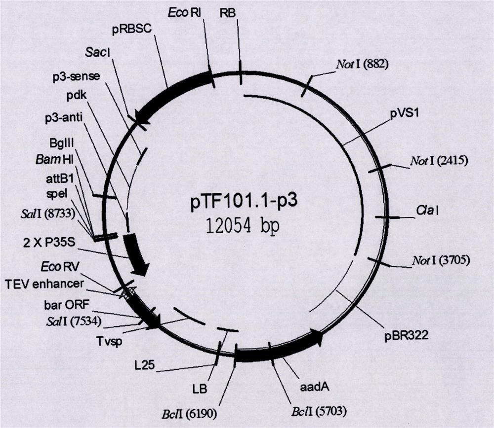 Disease-resistant transgenic soybean event b5b8127-3 foreign insert fragment flanking sequence and its application