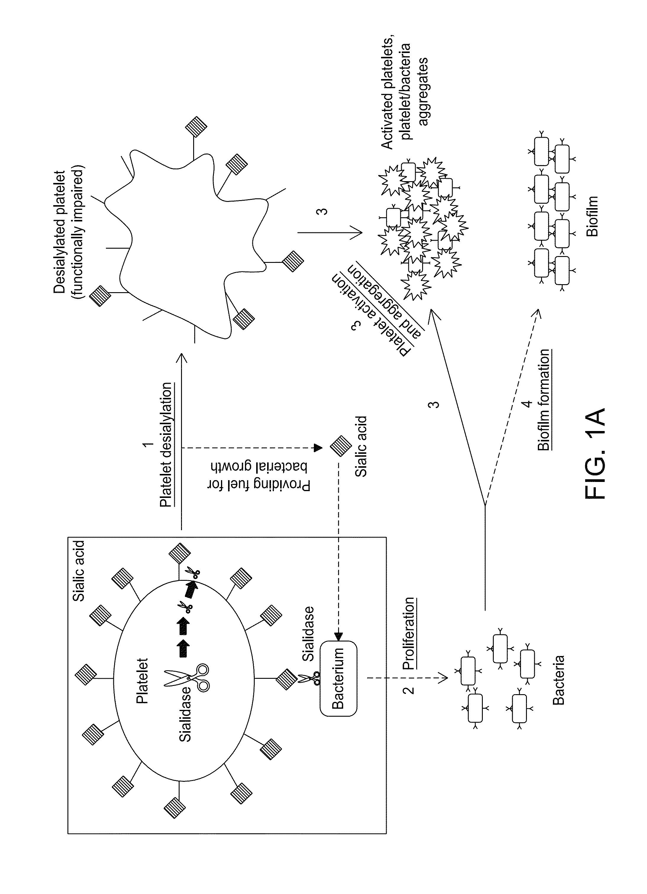 Platelet Storage and Reduced Bacterial Proliferation in Platelet Products Using a Sialidase Inhibitor