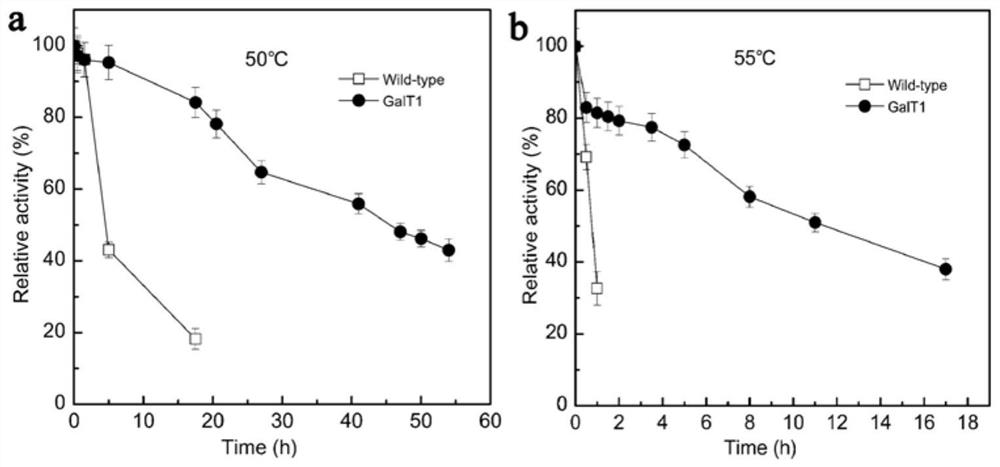 Artificially modified beta-galactosidase GaLT1 and application thereof in lactose hydrolysis