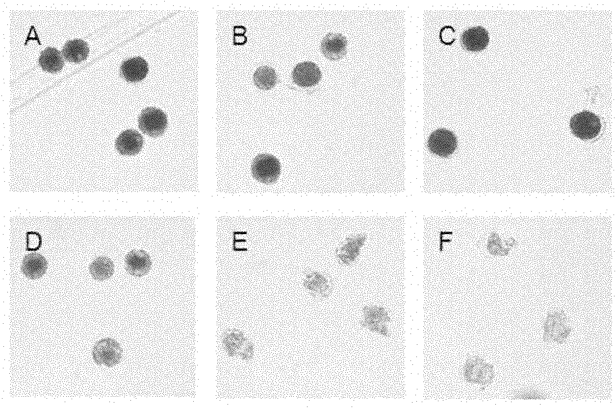 Culture medium for Pseudoalteromonas sp.DHQ25 and preparation method thereof