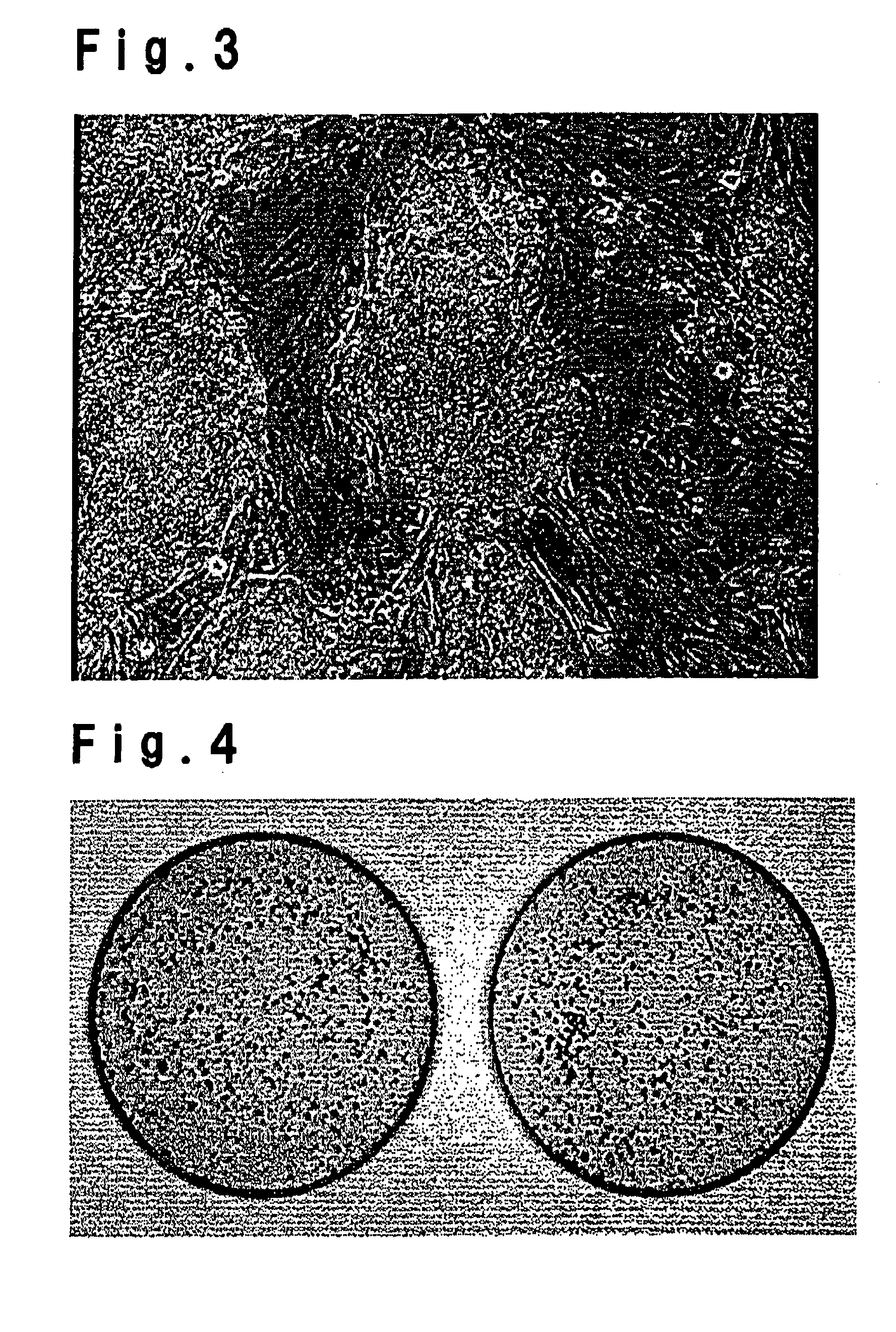 Cryopreservation medium for primate embryo stem cells and cryopreservation method