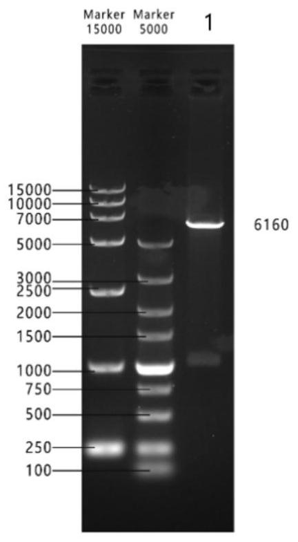 African swine fever virus antigen protein recombinant expression vector, recombinant plant lactobacillus as well as preparation method and application of recombinant plant lactobacillus