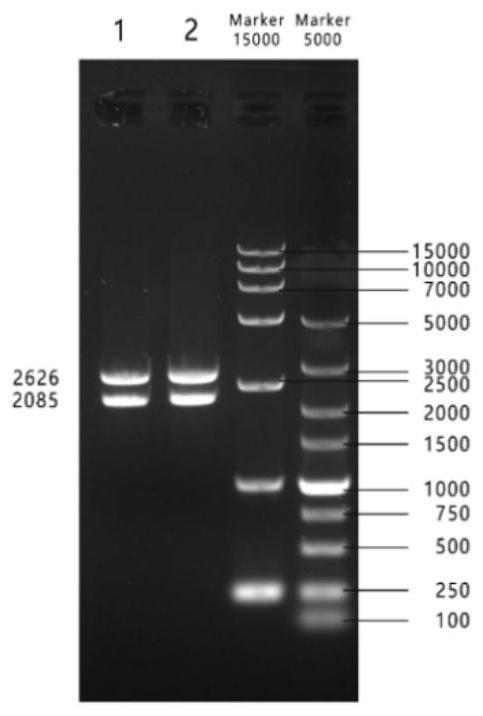 African swine fever virus antigen protein recombinant expression vector, recombinant plant lactobacillus as well as preparation method and application of recombinant plant lactobacillus