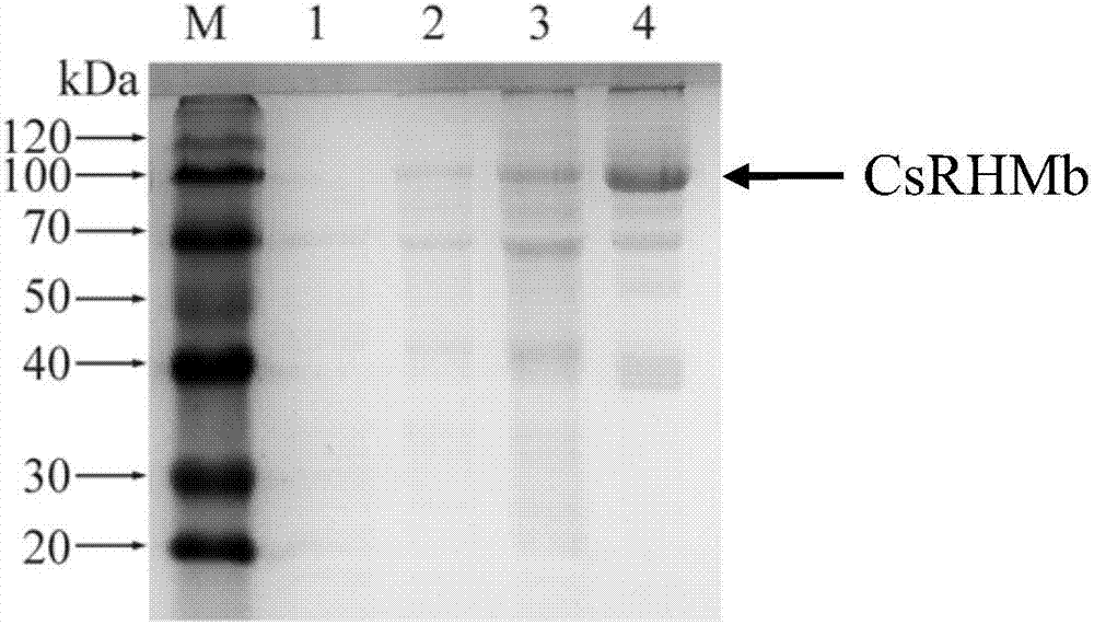 Gene CsRHMb capable of catalyzing biosynthesis of UDP-rhamnose as well as encoded protein of gene CsRHMb and applications of encoded protein