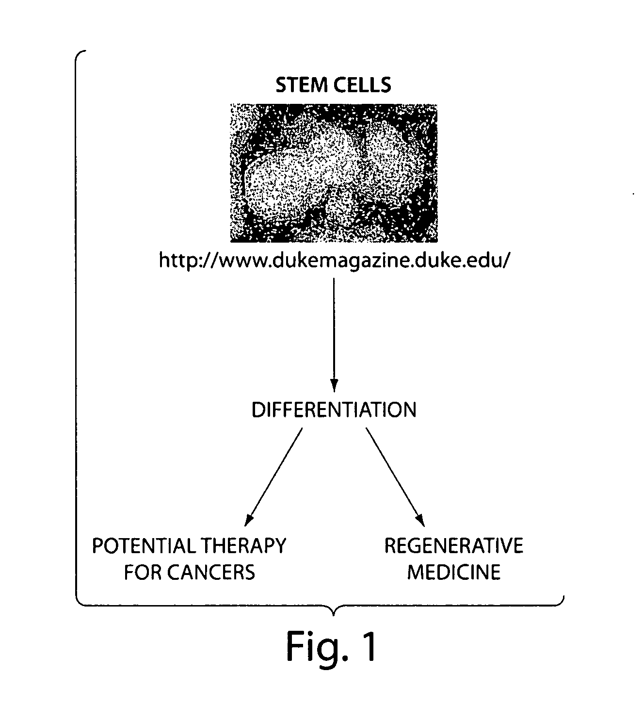 Methods and compositions related to modulating the extracellular stem cell environment