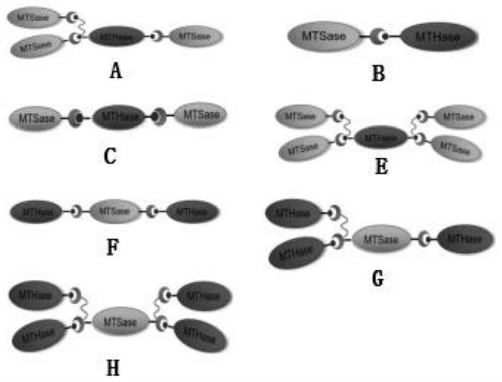 Construction and application of a recombinant Bacillus subtilis that secretes mthase and mtsase simultaneously