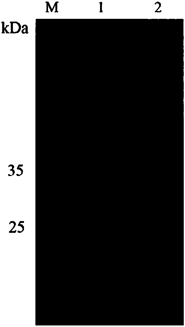 Chitoanase and application thereof to preparation of chitosan oligosaccharide