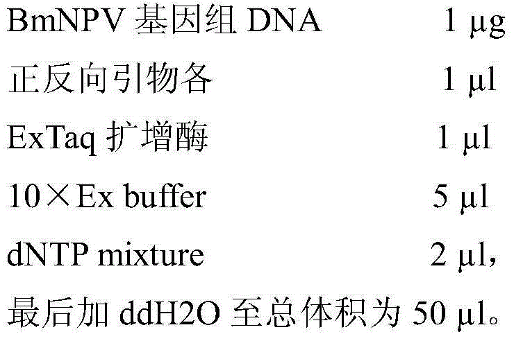 Method for expressing antibacterial peptide apidaecin by using Escherichia coli and for preparing antibacterial peptide apidaecin