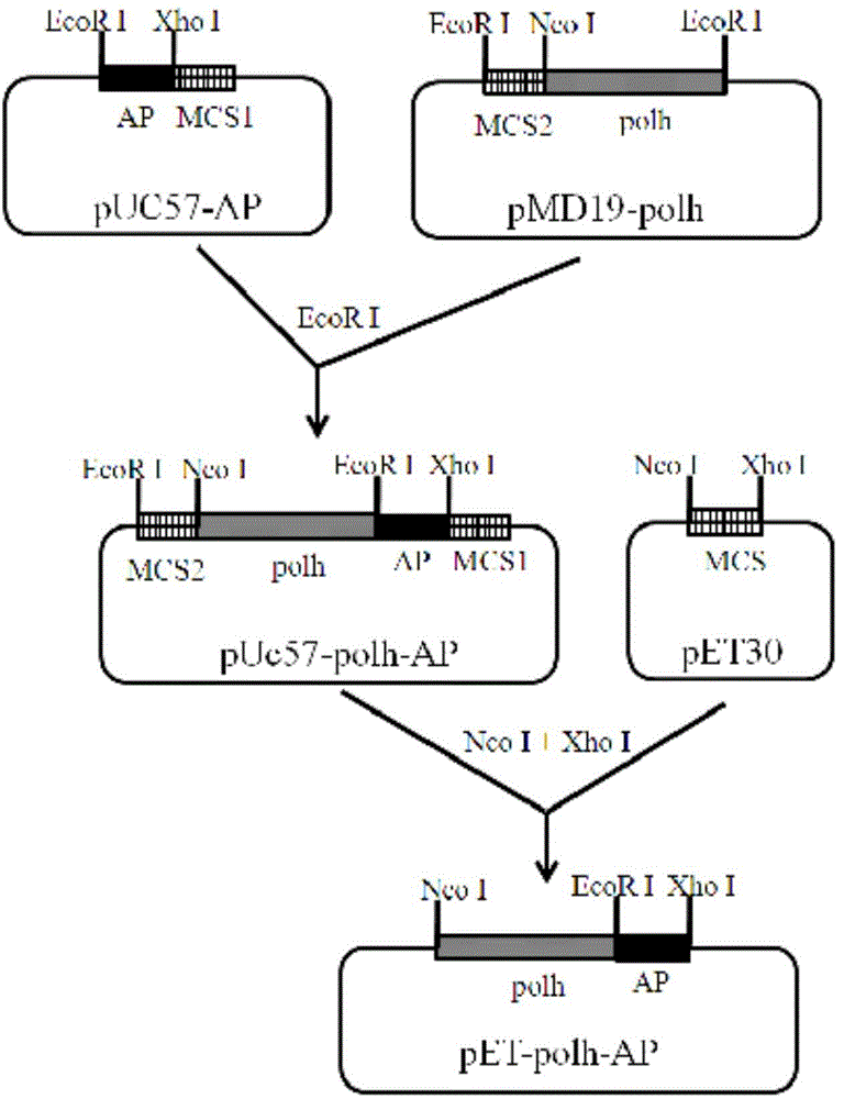 Method for expressing antibacterial peptide apidaecin by using Escherichia coli and for preparing antibacterial peptide apidaecin