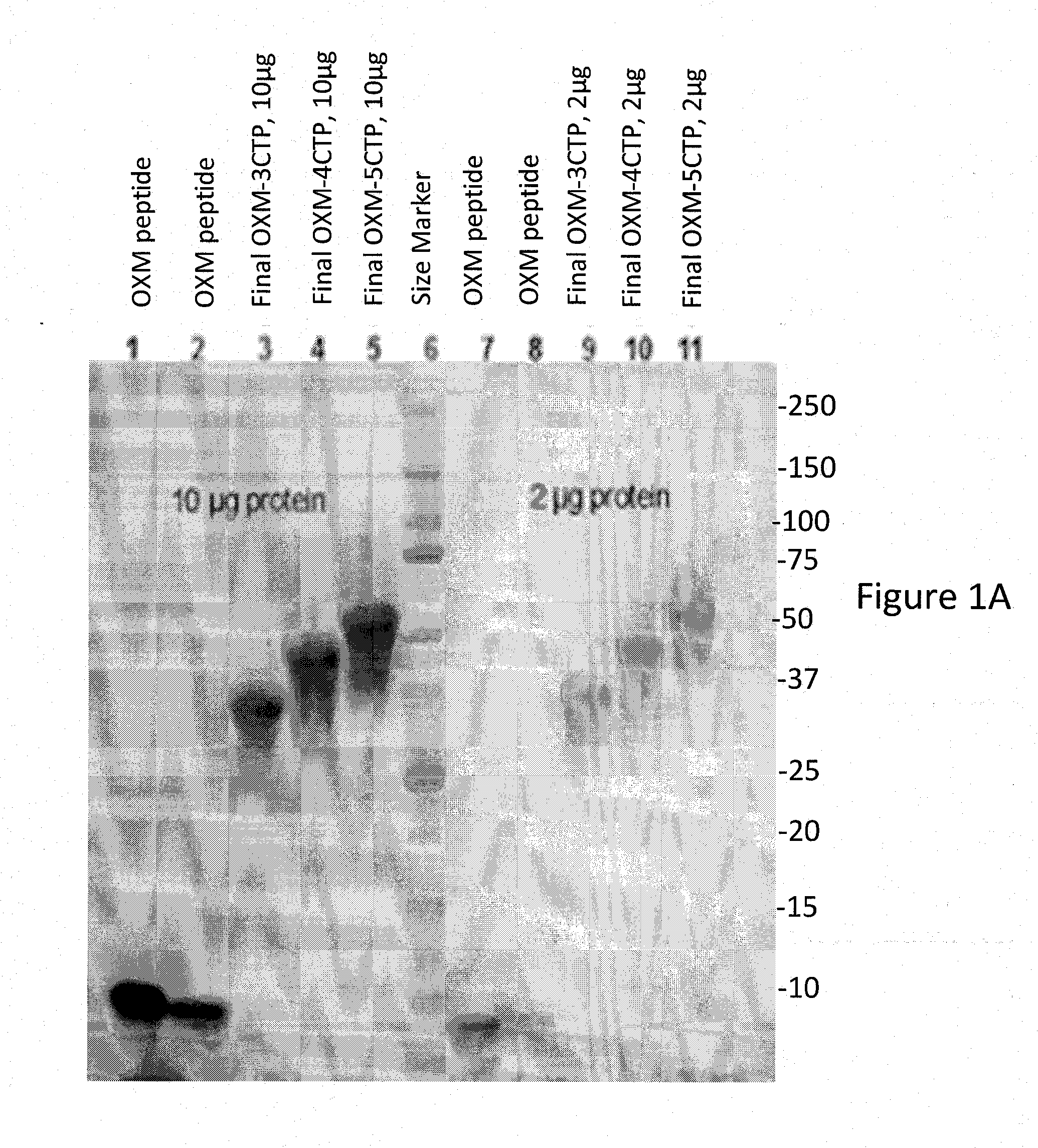 Long-acting oxyntomodulin variants and methods of producing same