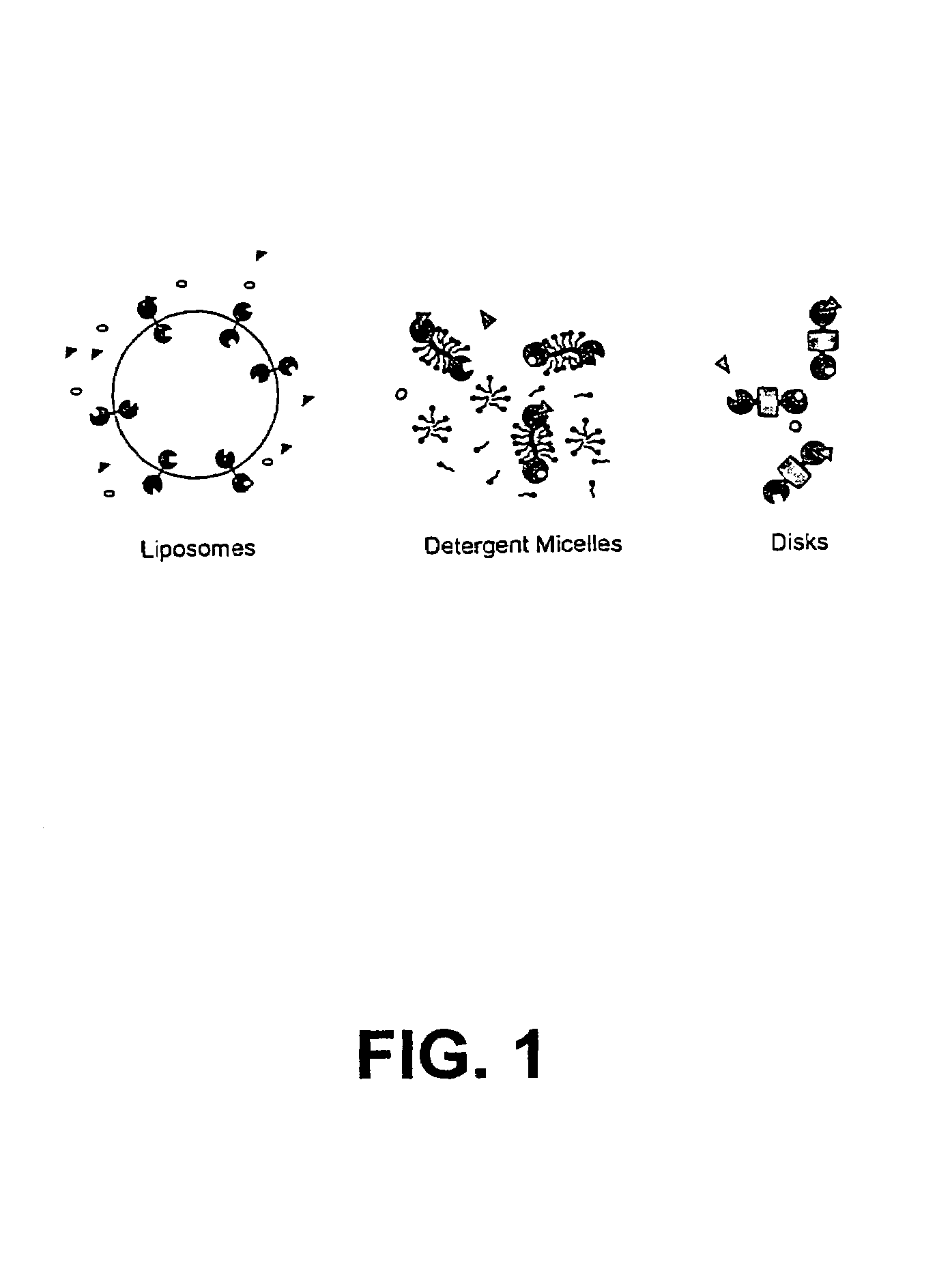 Membrane scaffold proteins