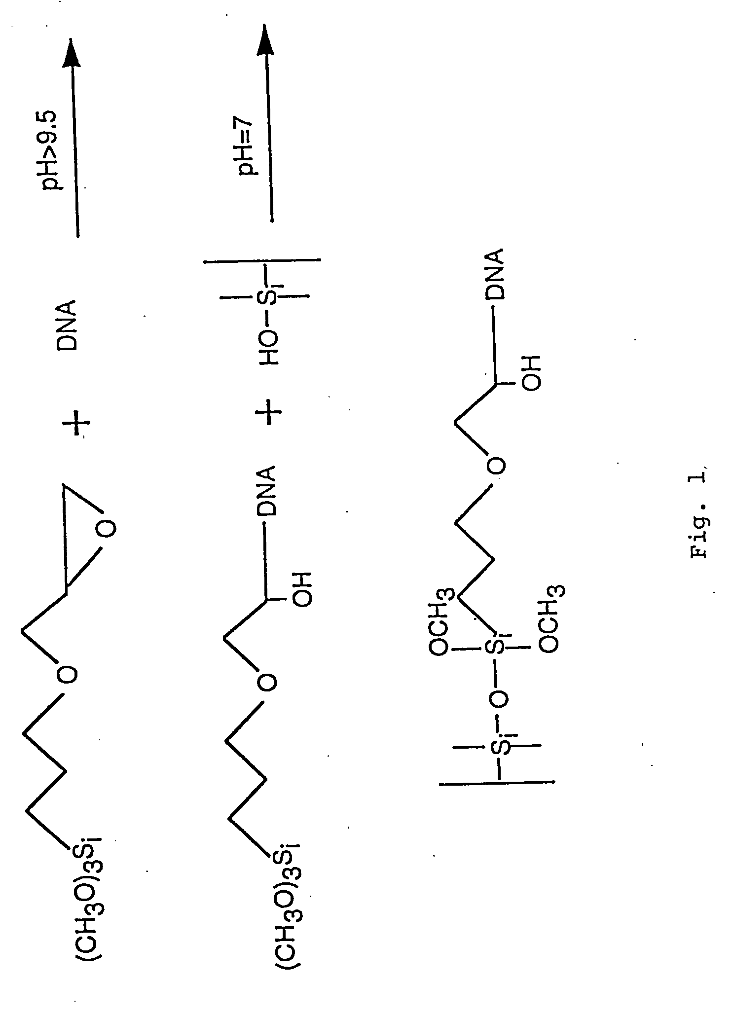 Chemically modified biological molecules and methods for coupling biological molecules to solid support